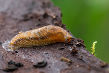Arion fuscus, also known as the 