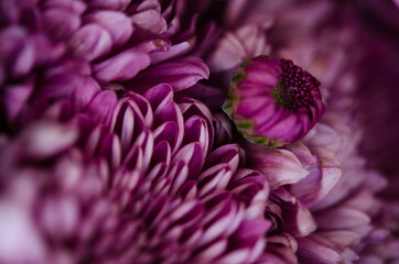Purple floral texture