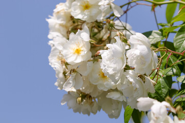 花、植物、花びら、自然、公園、花壇、庭園、庭、緑、全盛期、満開、咲く、フラワー