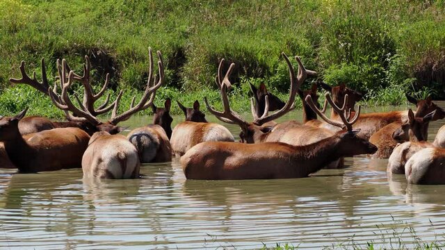 Herd of elk cooling off in a pond