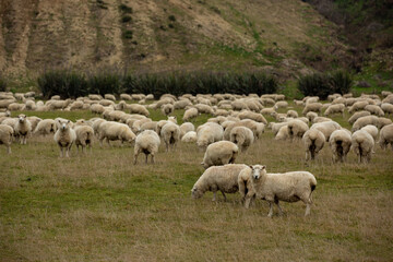 Flock of sheep in nature on meadow. Rural farming outdoor in New Zealand.