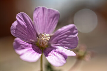 hermosas plantas naturales . malvas silvestre color morado ,con luz solar .fotos macro