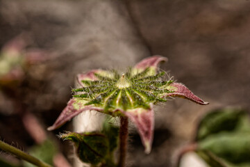 hermosa boton de malva silvestre  con bokeh  en tonos cafes