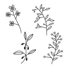 Set of black and white twigs, leaflet, herbs and flowers.