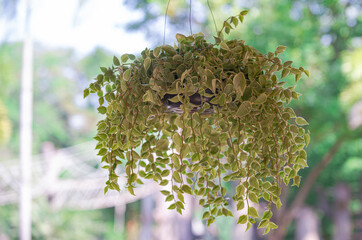 Beautiful green leaves on the bokeh background.