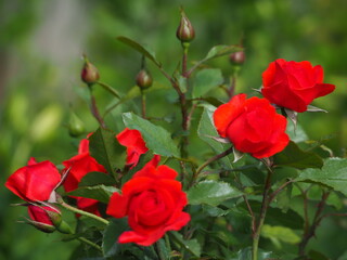 roses in the garden