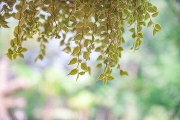 Beautiful green leaves on the bokeh background.
