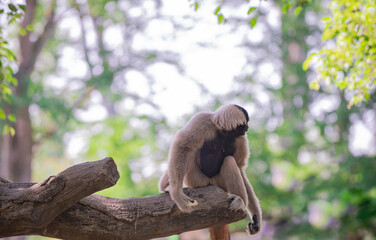 Many types of monkeys are in the zoo.