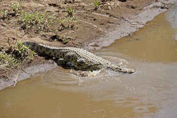 Nile crocodile entering Mara River, Masai Mara Game Reserve, Kenya