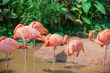 The orange flamingo has long legs. It searches for food in the water source. © Anan