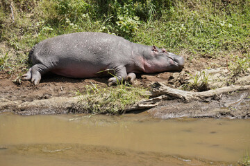 Hippopotamus resting on bank of Mara River, Masai Mara Game Reserve, Kenya