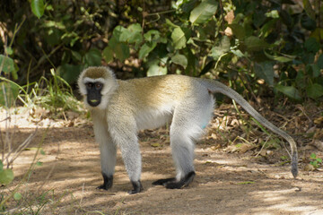 Male black-faced vervet monkey with leaf in mouth, Masai Mara Game Reserve, Kenya