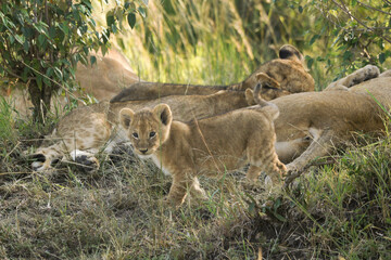 Fototapeta na wymiar Tiny lion cub exploring while the rest of the pride sleeps, Masai Mara Game Reserve, Kenya
