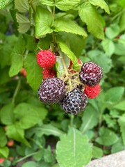 blackberry on the bush