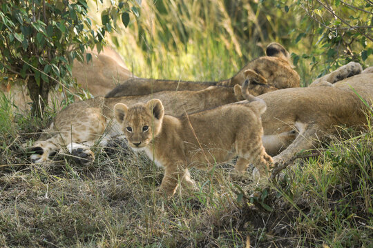 Tiny lion cub exploring while the rest of the pride sleeps, Masai Mara Game Reserve, Kenya
