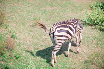 
Zebra is an animal with beautiful patterns. It's in the zoo