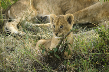 Tiny lion cub playing with twig while the rest of the pride sleeps, Masai Mara Game Reserve, Kenya