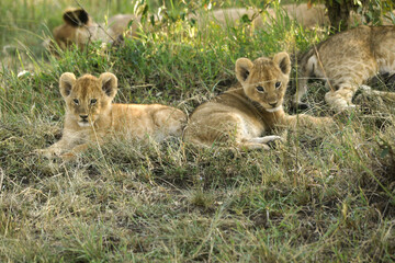 Tiny lion cubs awake while the rest of the pride sleeps in the shade, Masai Mara Game Reserve, Kenya