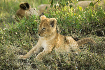 Tiny lion cub awake while the rest of the pride sleeps in the shade, Masai Mara Game Reserve, Kenya