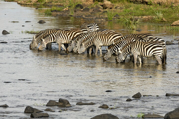 Fototapeta na wymiar Burchell's (common or plains) zebras drinking in Mara River, Masai Mara Game Reserve, Kenya