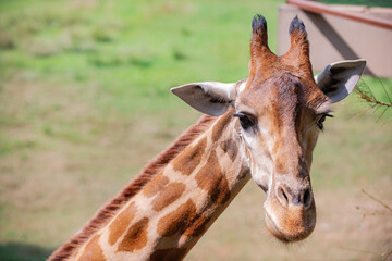 Giraffes are animals with long necks. It's in the zoo