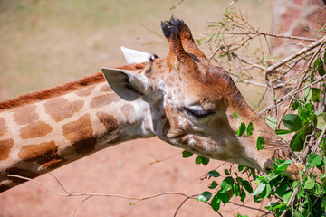 Giraffes are animals with long necks. It's in the zoo