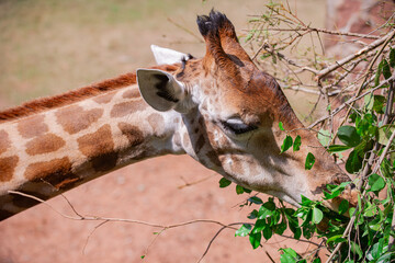Giraffes are animals with long necks. It's in the zoo