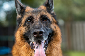 German Shepherd Dog Healthy purebred dog photographed outdoors in the backyard late in the evening close up 