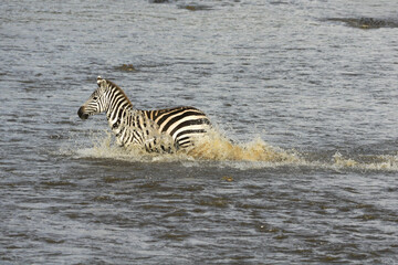 Fototapeta na wymiar Burchell's (common or plains) zebra crossing crocodile-infested Mara River, Masai Mara Game Reserve, Kenya