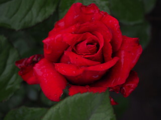 roses in the garden