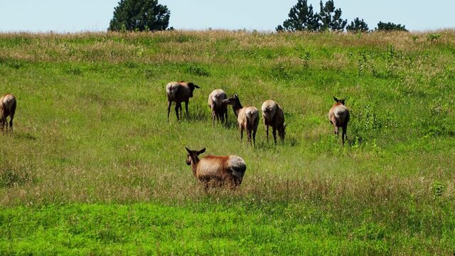 Herd of elk grazing hon a grass covered hill 