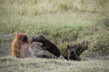 Spotted hyena at den with two tiny cubs, Masai Mara Game Reserve, Kenya