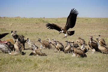 Vultures and spotted hyenas feeding on a wildebeest carcass, Masai Mara Game Reserve, Kenya