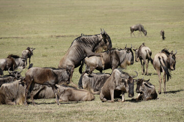 Mating wildebeests, Masai Mara Game Reserve, Kenya