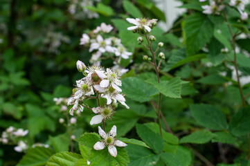 a twig of a bramble shrub with white blossoms