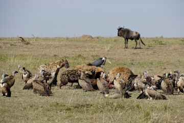 Spotted hyenas, vultures, and marabou stork feeding on a wildebeest carcass, Masai Mara Game Reserve, Kenya
