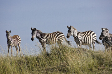 Fototapeta na wymiar Burchell's (common or plains) zebra standing on grassy hill, Masai Mara Game Reserve, Kenya