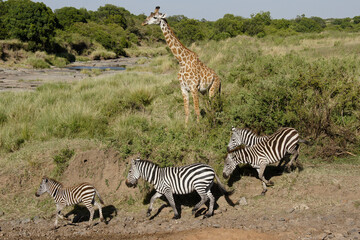 Burchell's (common or plains) zebra heading to river while Masai giraffe looks on, Masai Mara Game Reserve, Kenya