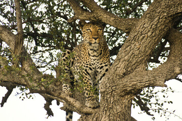 Fototapeta na wymiar Leopard sitting in tree, scanning the area for prey, Masai Mara Game Reserve, Kenya