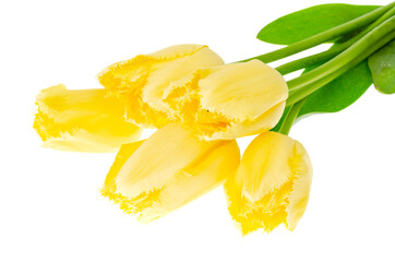 Bouquet of yellow tulips with terry edges.