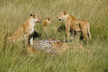 Lion pride (females and cubs) feeding on a zebra kill at midday, with flies, Masai Mara Game Reserve, Kenya