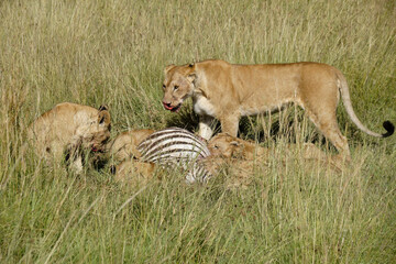 Lion pride (females and cubs) feeding on a zebra kill, Masai Mara Game Reserve, Kenya
