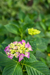 咲き始めた紫陽花