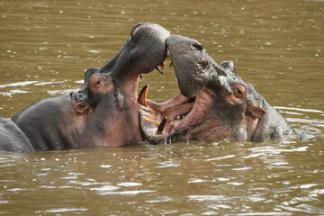 Hippos play-fighting (mouthing) in the Mara River, Masai Mara Game Reserve, Kenya