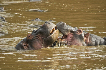 Hippos play-fighting (mouthing) in the Mara River, Masai Mara Game Reserve, Kenya