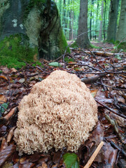 Sparassis crispa , rare craggy gulp on the tree trunk in the forest - delicious edible mushroom
