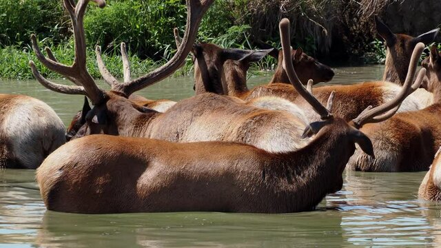 Herd of elk cooling off in a pond