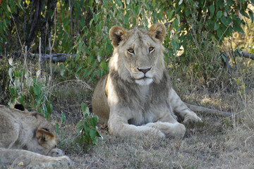 Young male lion resting in shade of bushes, Masai Mara Game Reserve, Kenya