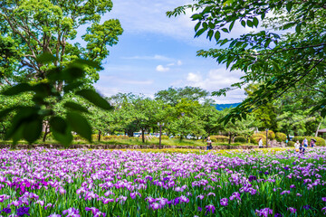大村公園の花菖蒲　長崎県大村市の風景