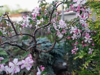 pink flowers in the garden